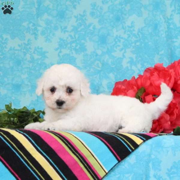 Nora, Bichon Frise Puppy
